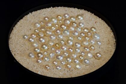 Button pearls, which are slightly flattened in shape, from Bahrain. Natural pearls, or Lulu, come in different shapes, sizes, lustres and colours. During the pearling era, a local vocabulary was developed to identify the extensive variety of pearls, which is still in use today. Picture by Manuel Cohen (Photo by Manuel Cohen / Manuel Cohen / Manuel Cohen via AFP)