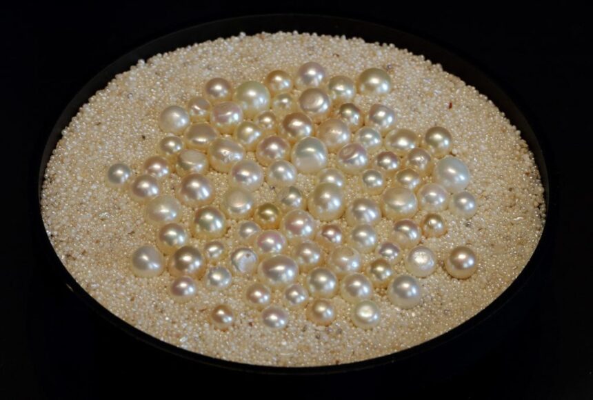 Button pearls, which are slightly flattened in shape, from Bahrain. Natural pearls, or Lulu, come in different shapes, sizes, lustres and colours. During the pearling era, a local vocabulary was developed to identify the extensive variety of pearls, which is still in use today. Picture by Manuel Cohen (Photo by Manuel Cohen / Manuel Cohen / Manuel Cohen via AFP)